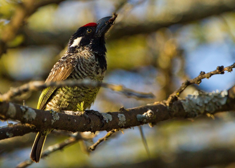 Banded Barbet - ML205732201