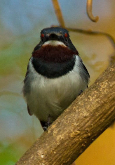 Brown-throated Wattle-eye - ML205732341