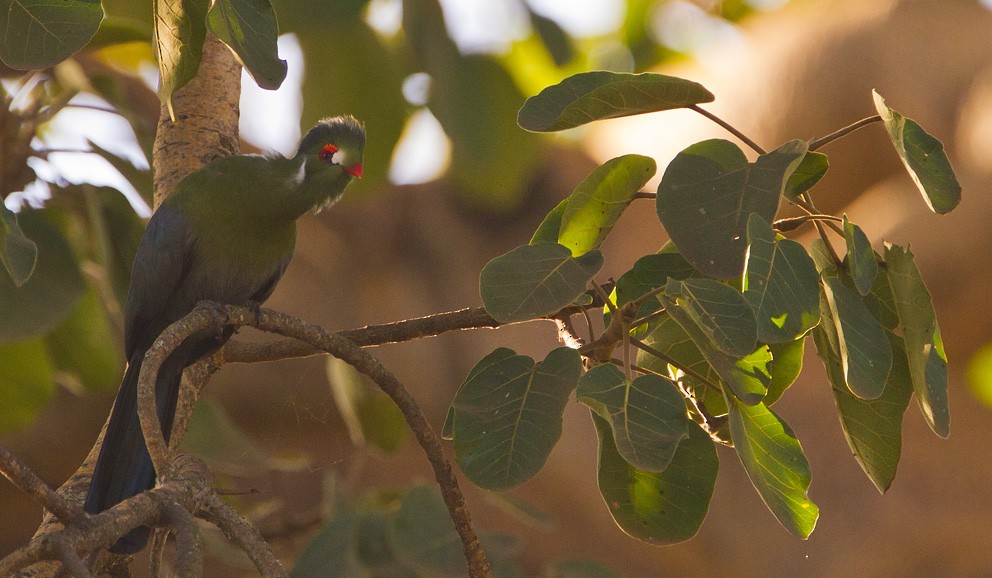 White-cheeked Turaco (Donaldson's) - ML205732371