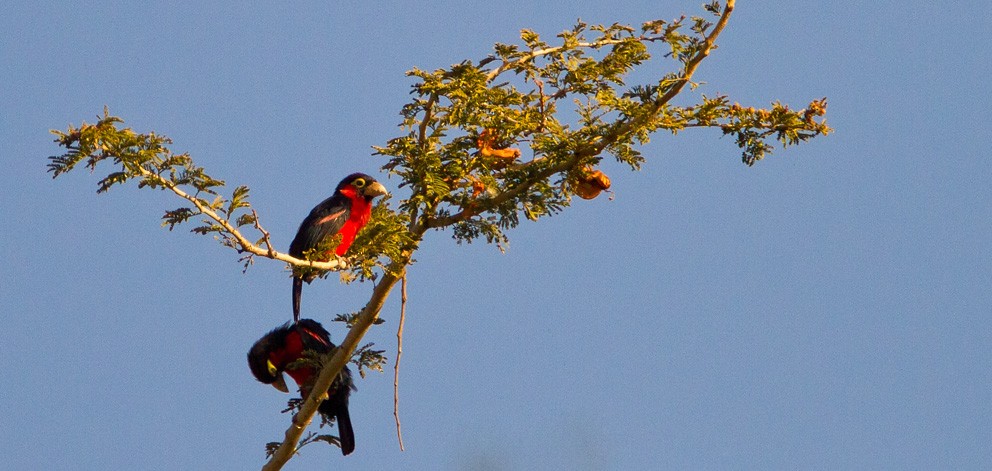 Double-toothed Barbet - ML205732381