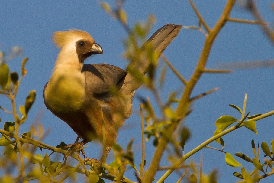 Turaco Enmascarado (personatus) - ML205732471