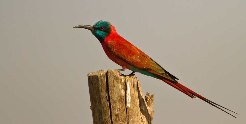 Northern Carmine Bee-eater - ML205732481