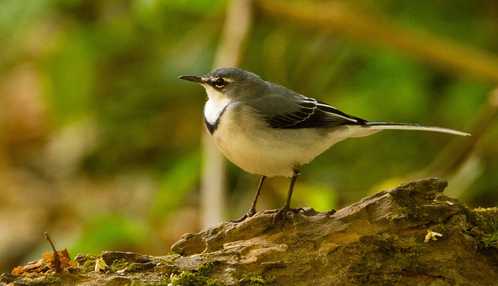 Mountain Wagtail - ML205732491