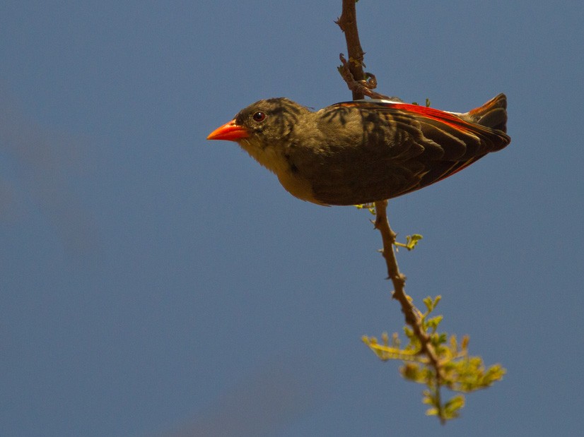 Anaplecte écarlate (leuconotos) - ML205732521