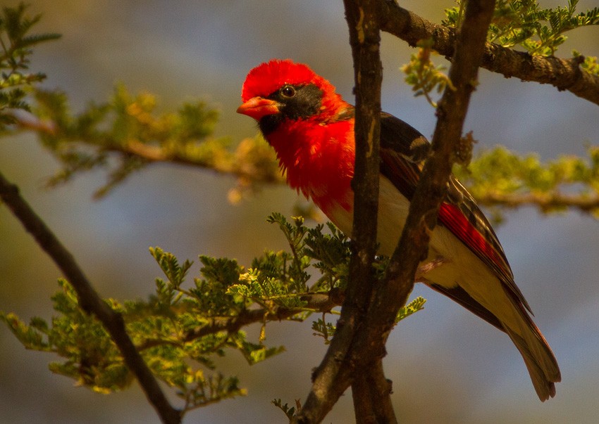 Red-headed Weaver (Northern) - ML205732531