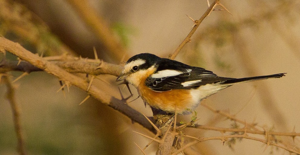 Masked Shrike - ML205732561