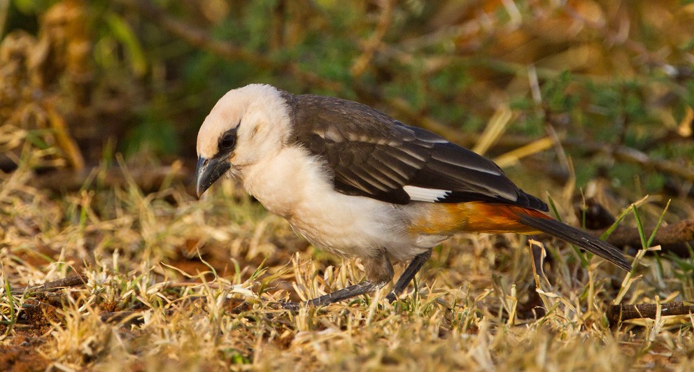 White-headed Buffalo-Weaver - ML205732611