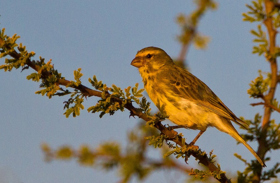 White-bellied Canary - ML205732681