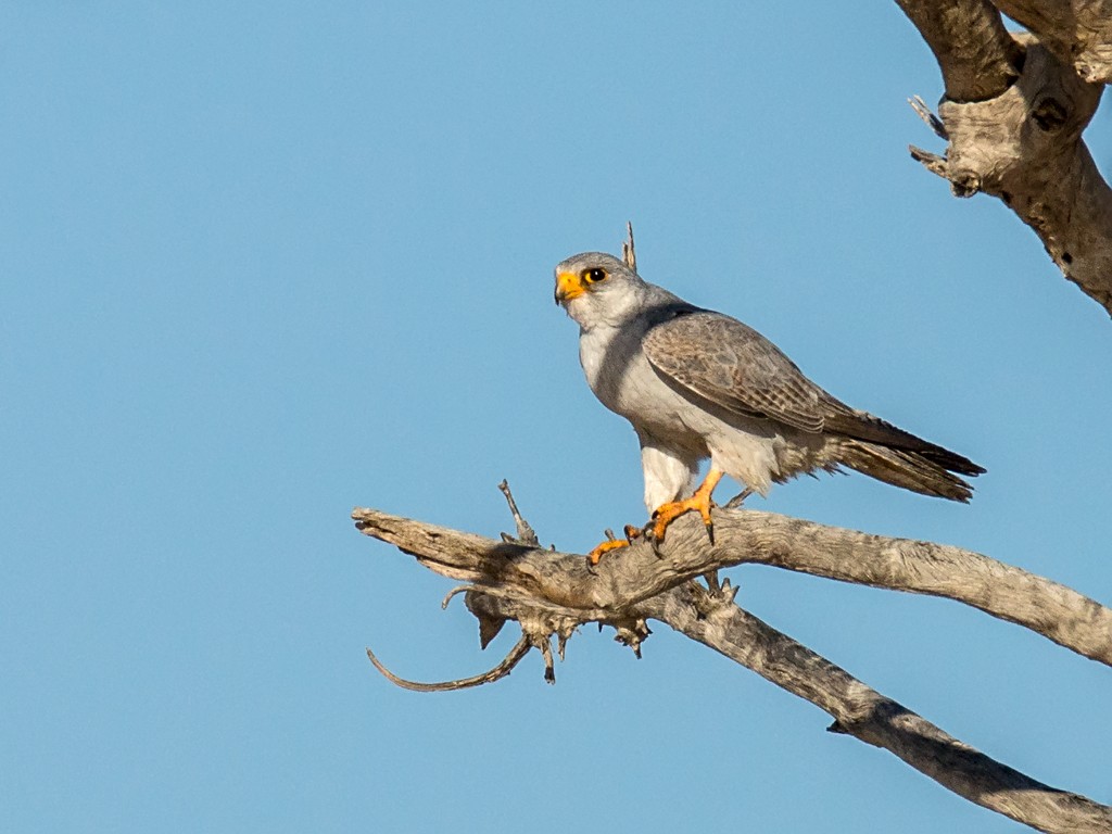 Gray Falcon - ML205732961