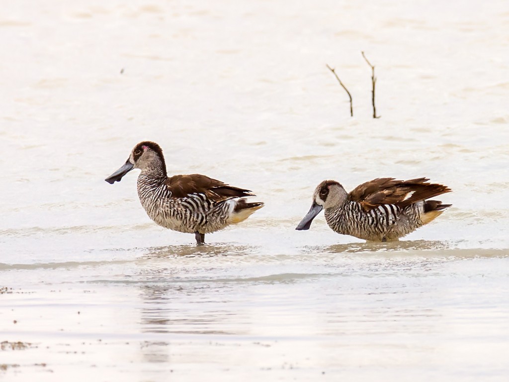 Pink-eared Duck - David and Kathy Cook