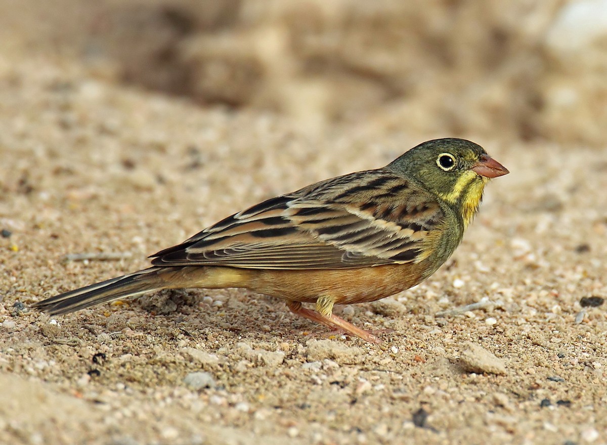 Ortolan Bunting - ML205733321