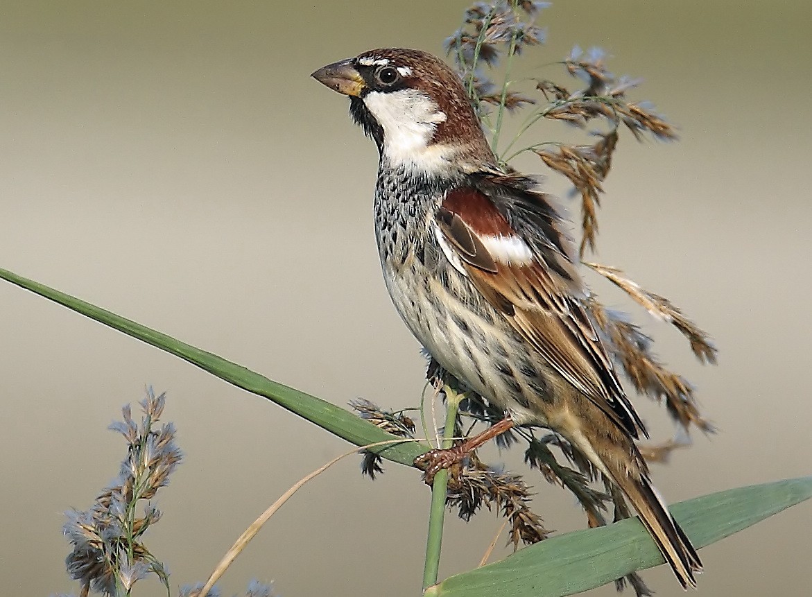 Spanish Sparrow - John Thompson