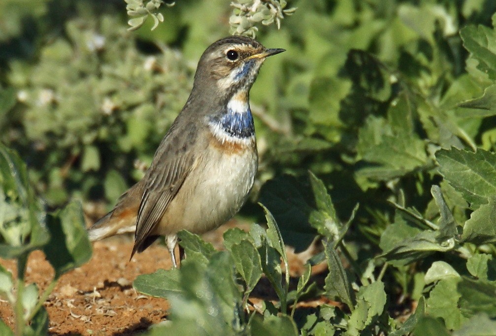 Bluethroat - ML205733391