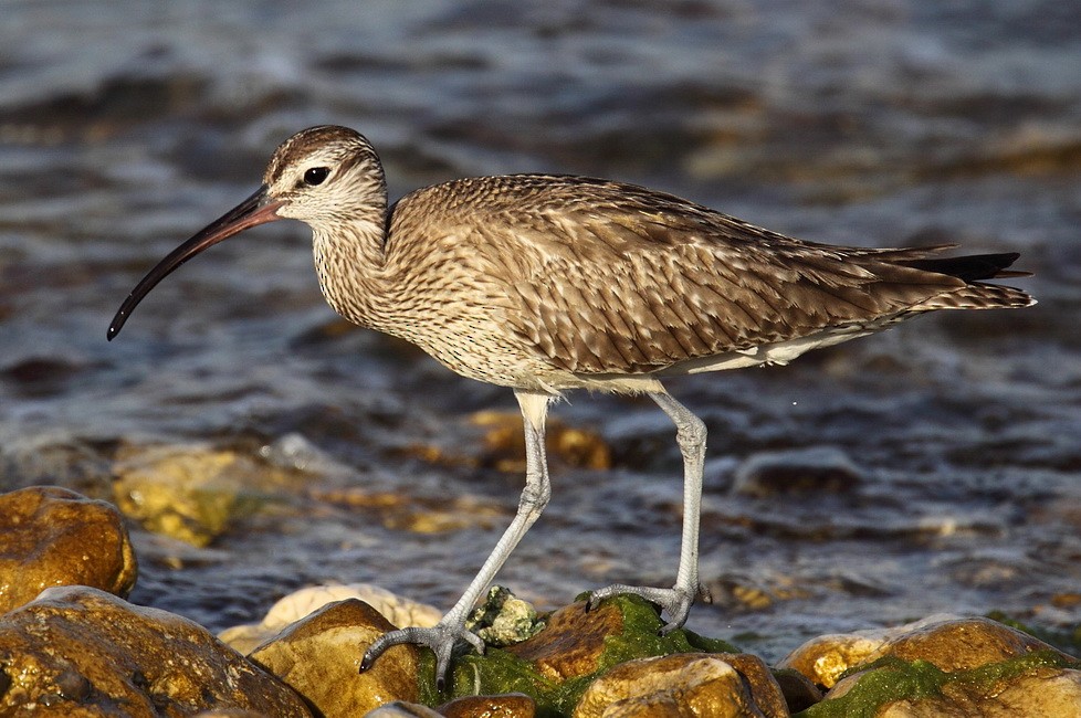 Eurasian Whimbrel - ML205733401