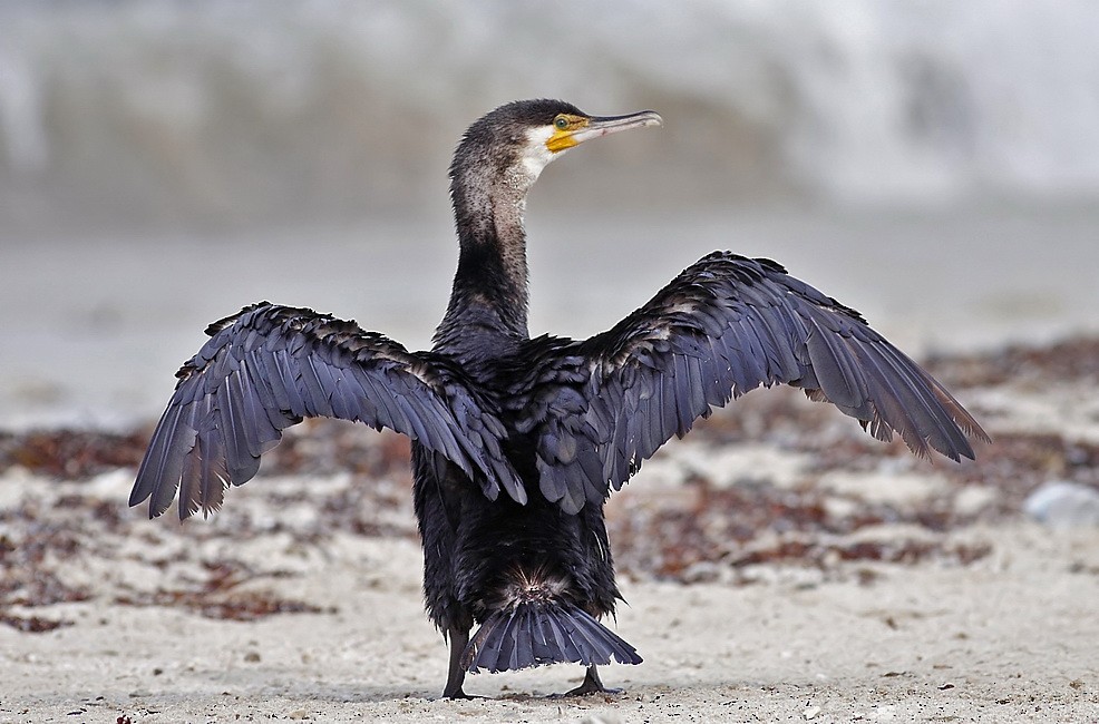 Great Cormorant (Eurasian) - ML205733441