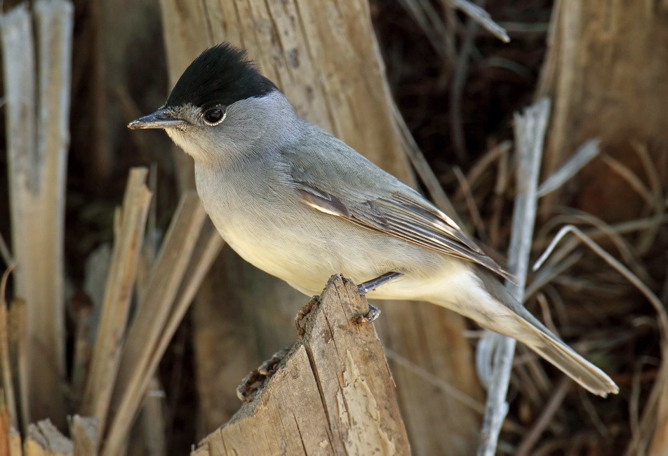 Eurasian Blackcap - ML205733451