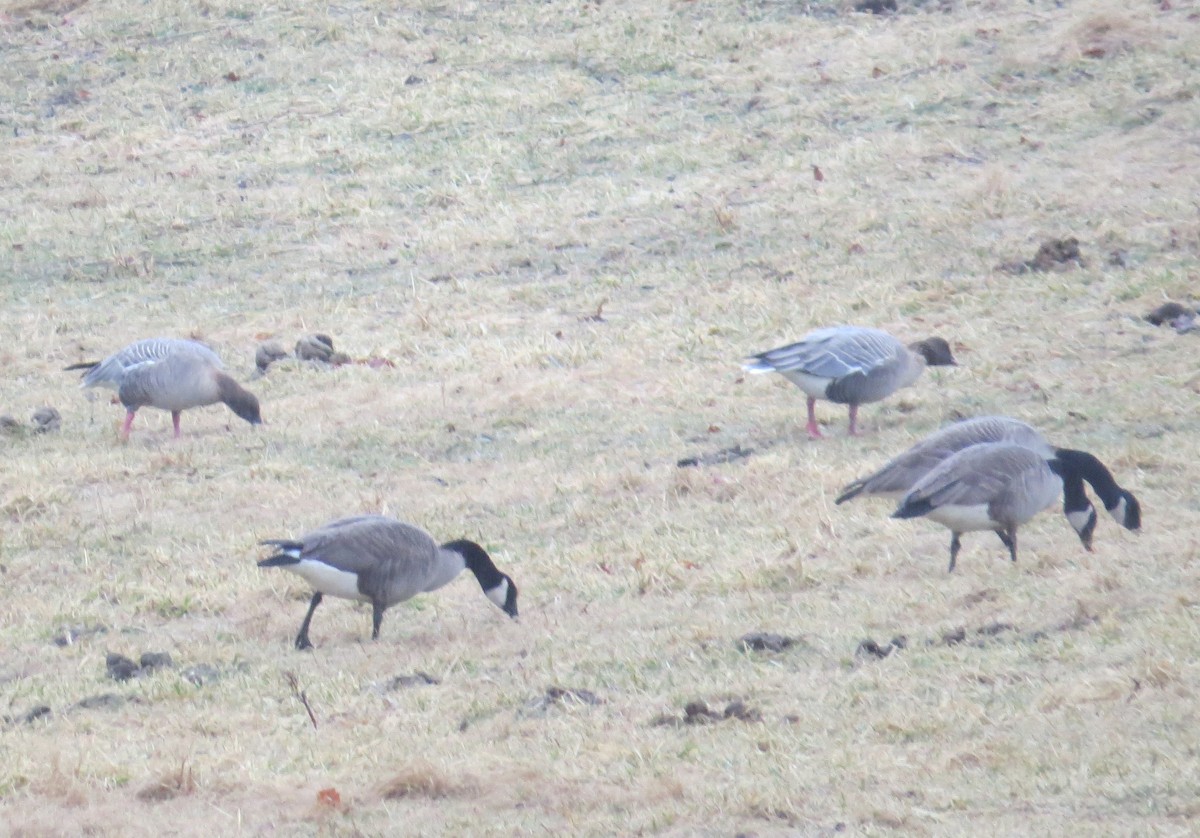 Pink-footed Goose - ML20573351