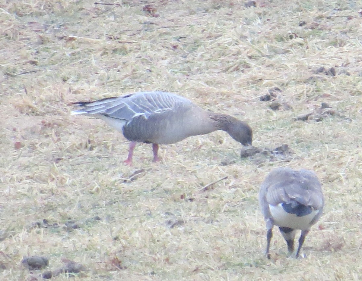 Pink-footed Goose - ML20573361