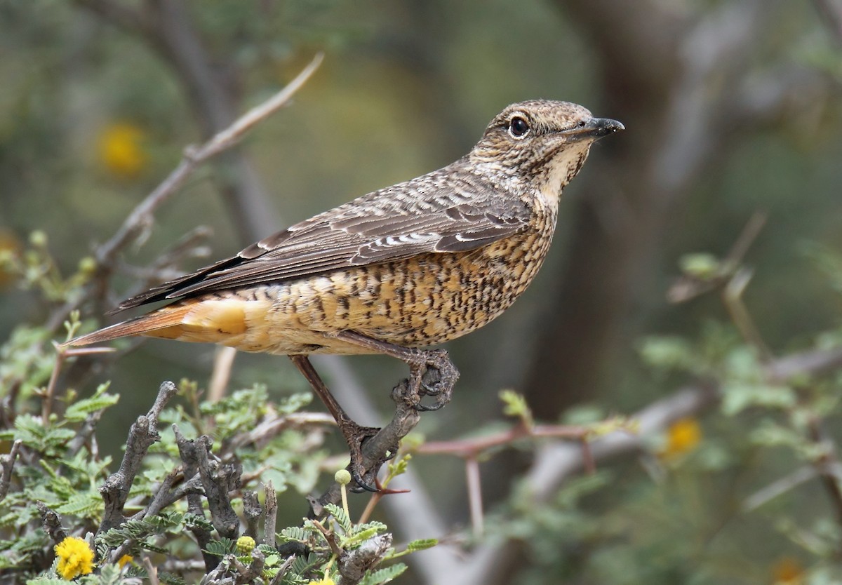 Rufous-tailed Rock-Thrush - ML205733781