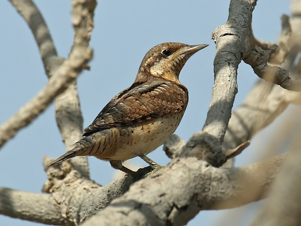 Photos - Eurasian Wryneck - Jynx torquilla - Birds of the World