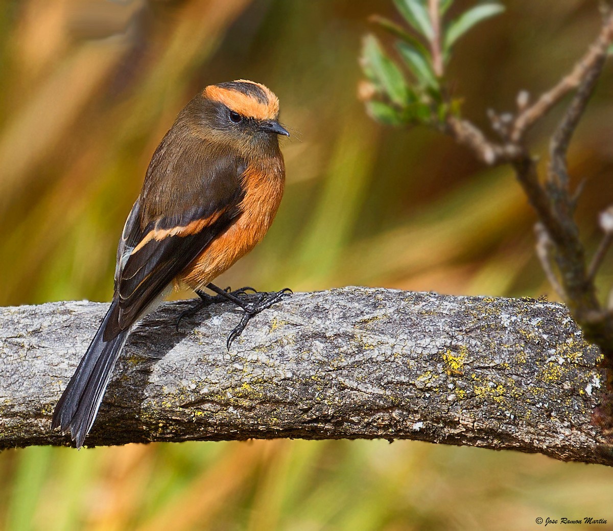 Rufous-browed Chat-Tyrant - ML205734081