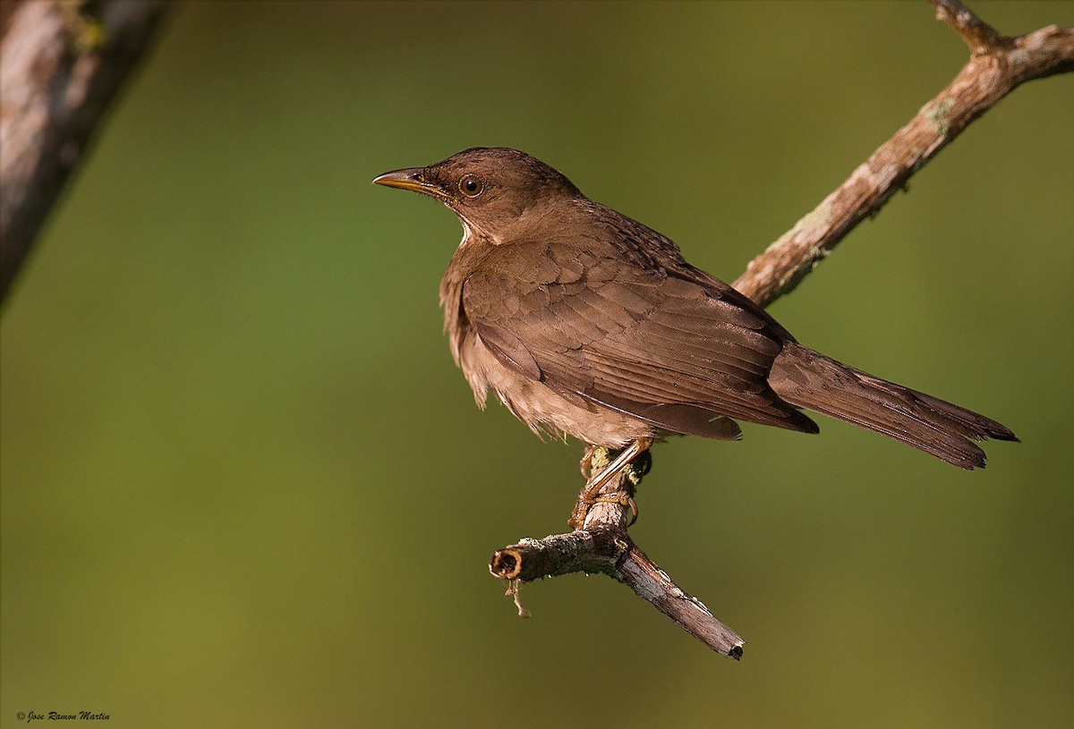 Yellow-legged Thrush - ML205734141