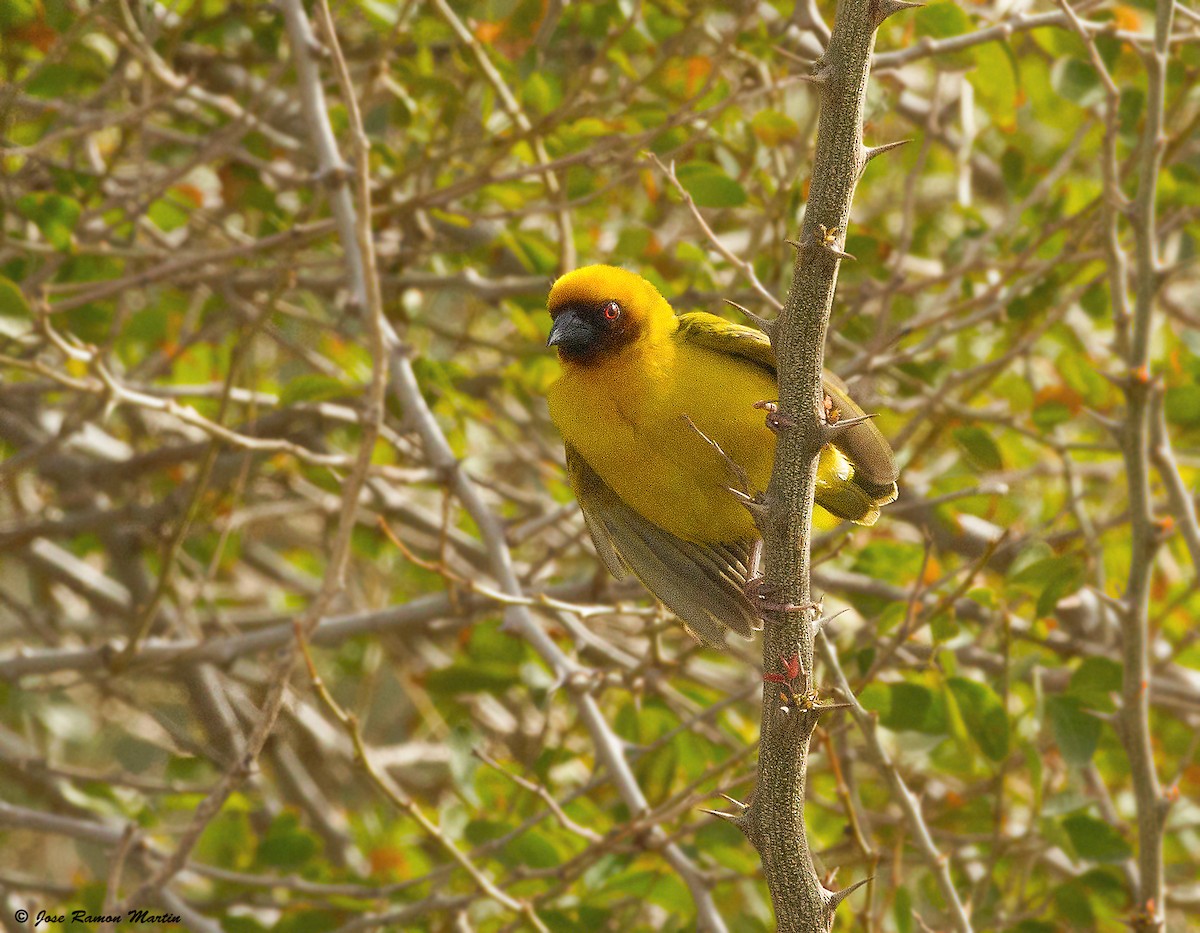 Rüppell's Weaver - ML205734291