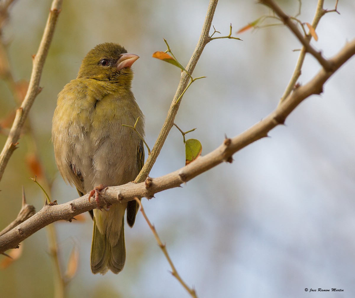 Rüppell's Weaver - ML205734311