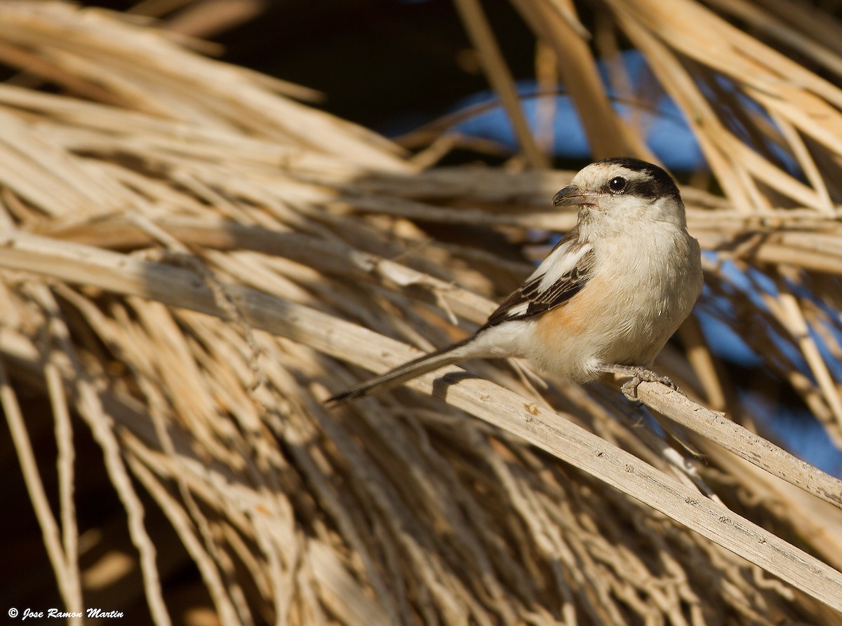 Masked Shrike - ML205734331