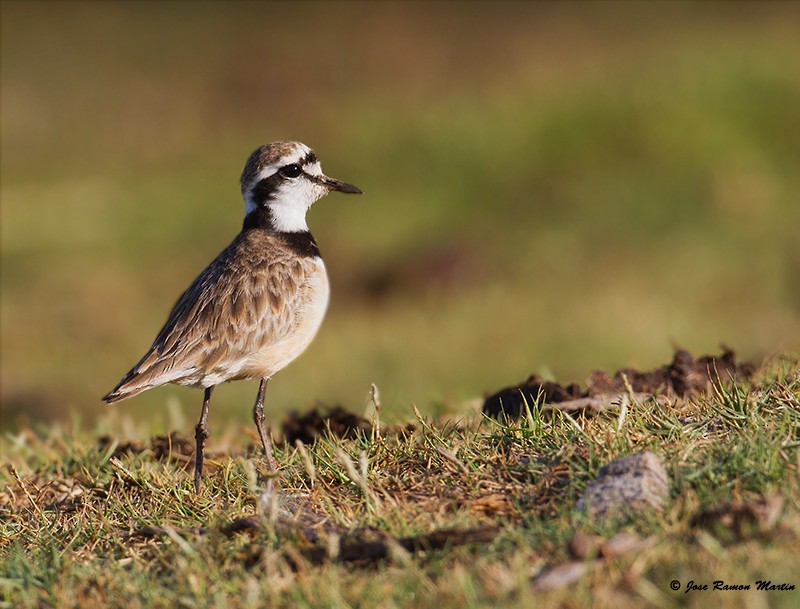 Madagascar Plover - José Martín