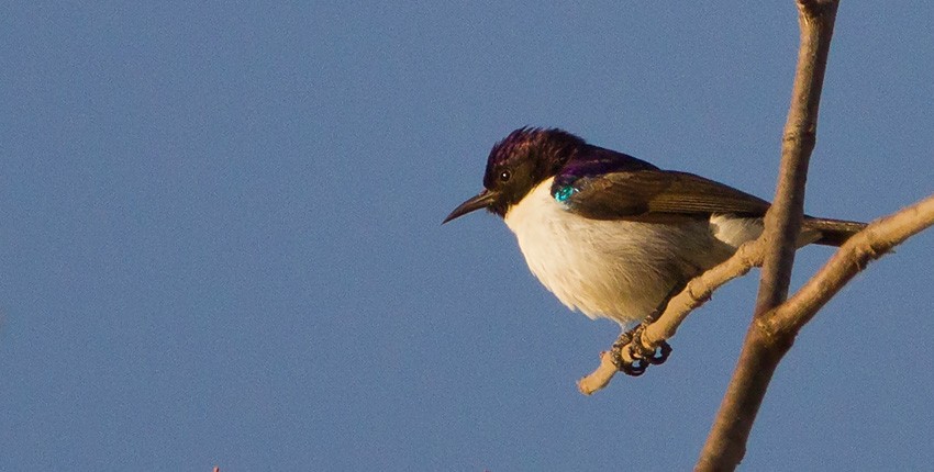 Eastern Violet-backed Sunbird - ML205734661