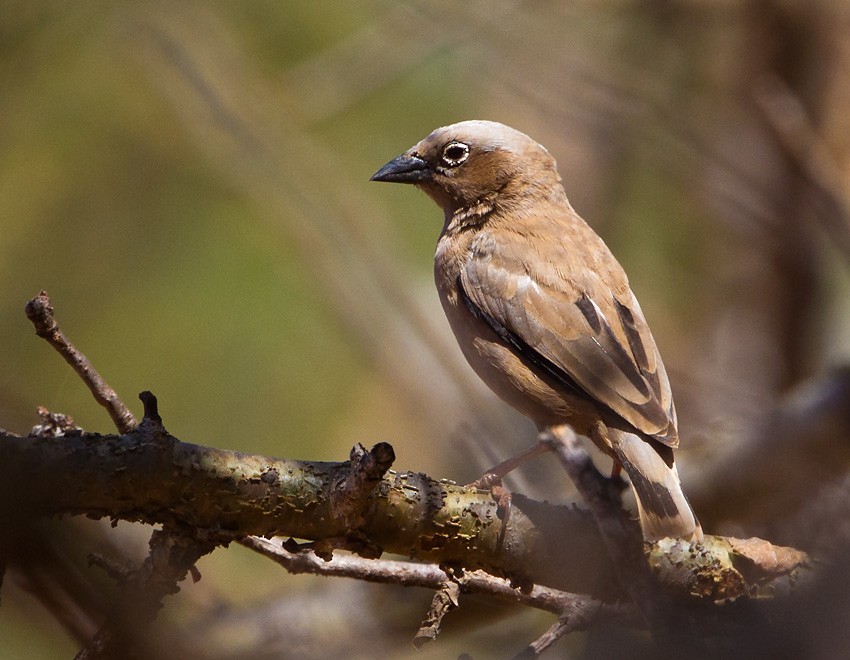 Gray-headed Social-Weaver - ML205734731