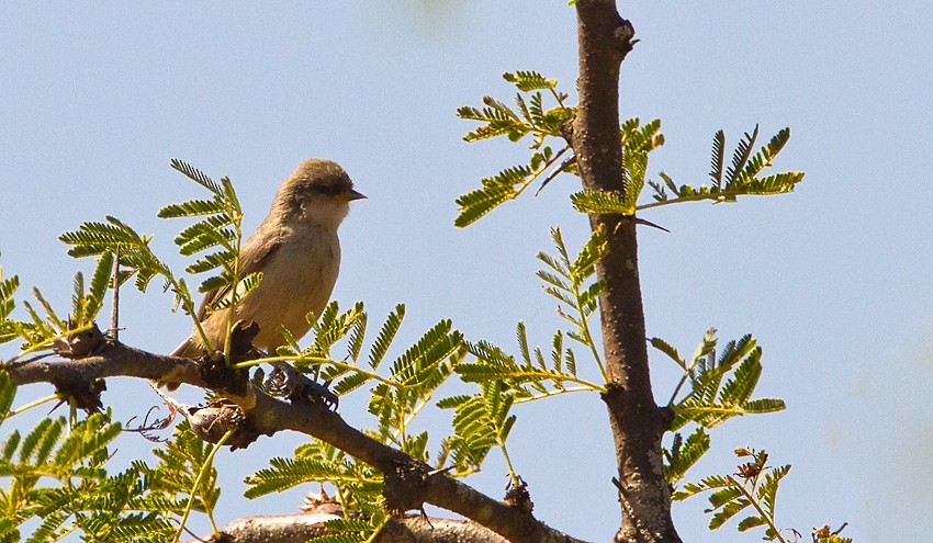 Mouse-colored Penduline-Tit - Morten Venas