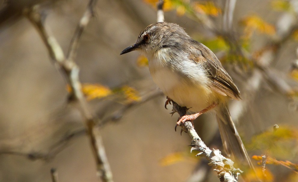 Pale Prinia - ML205734861