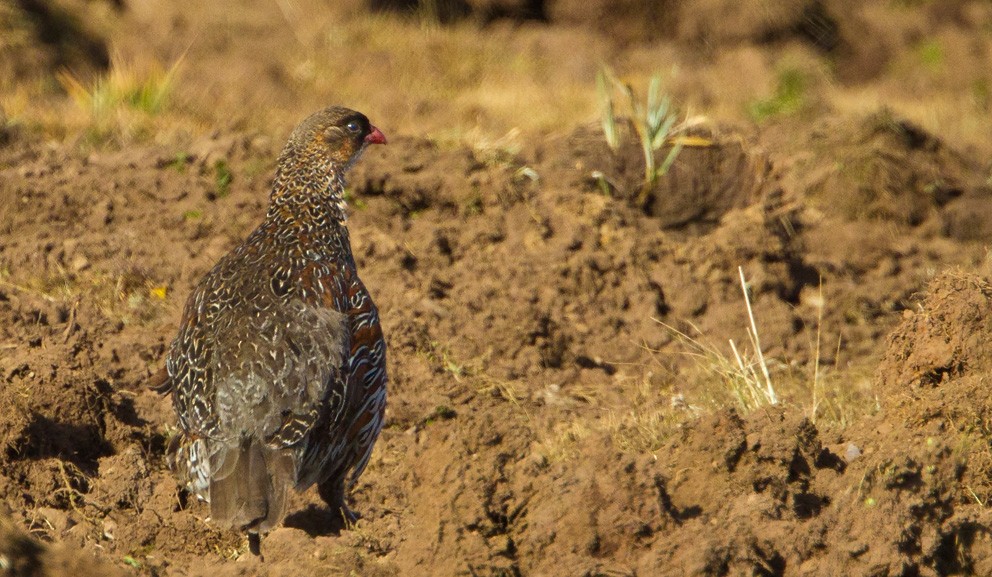 Chestnut-naped Spurfowl (Northern) - ML205735051