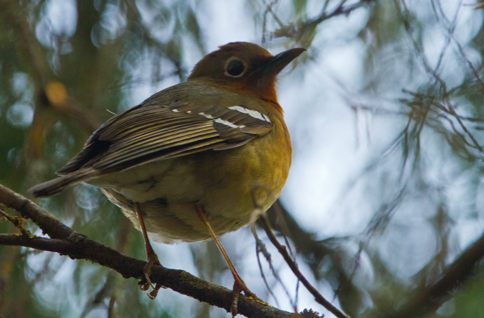 Abyssinian Ground-Thrush (Abyssinian) - ML205735081