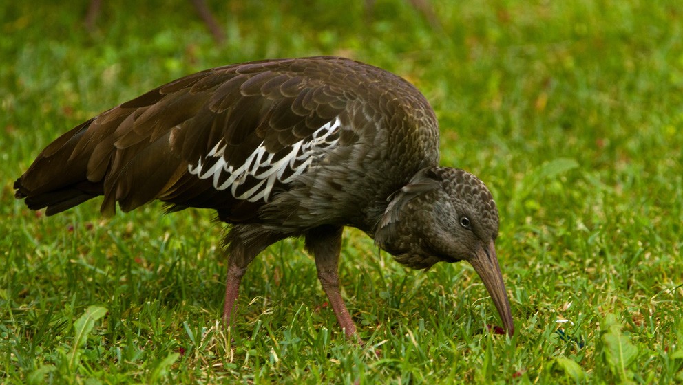 Ibis caronculé - ML205735141