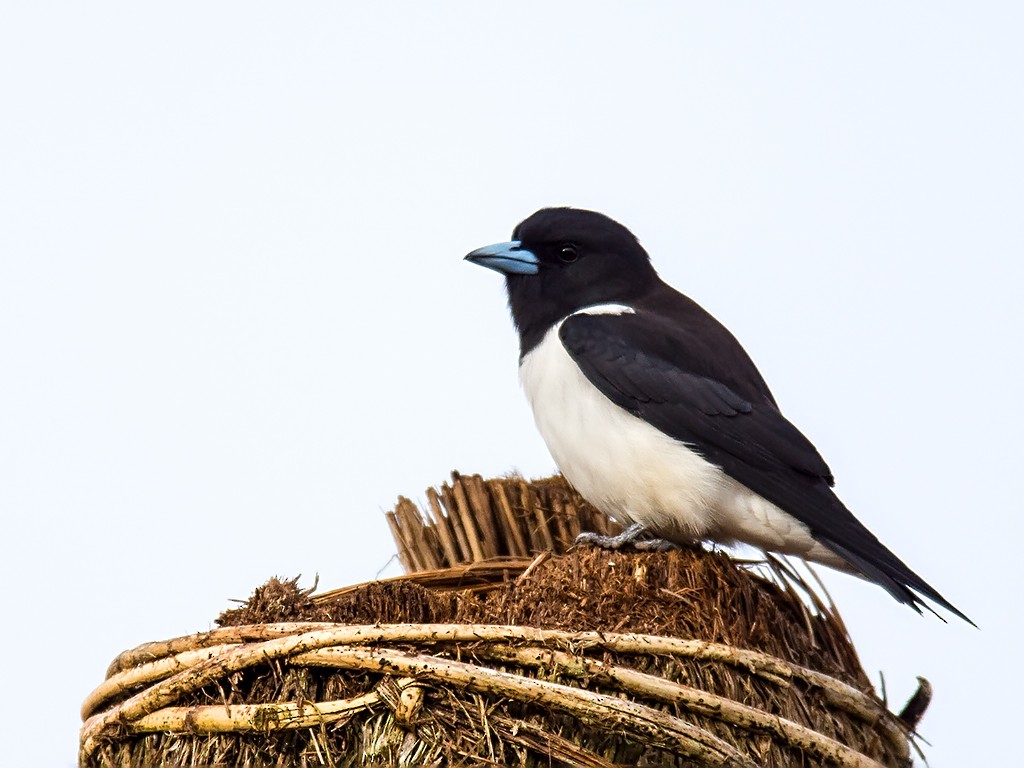 Great Woodswallow - ML205735411