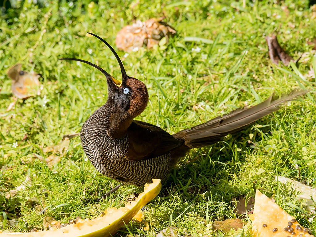 Brown Sicklebill - ML205735541