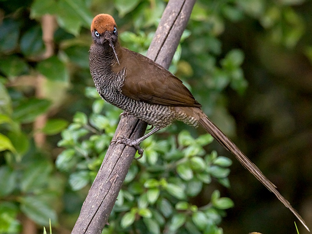 Brown Sicklebill - ML205735581