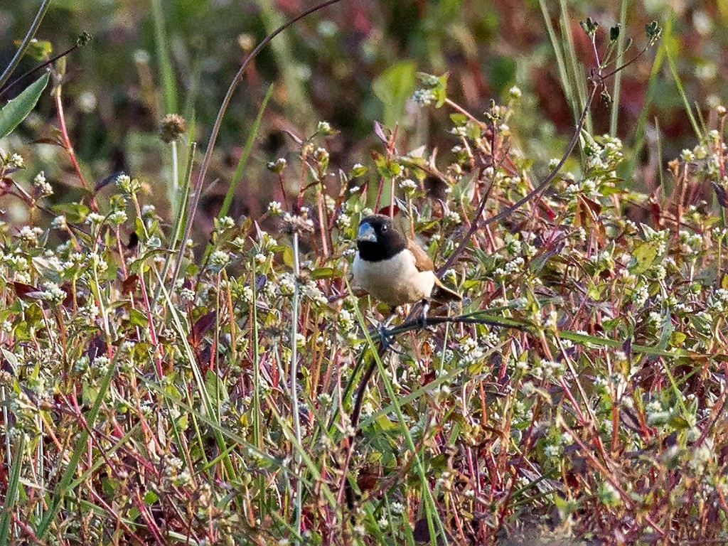 Hooded Munia - David and Kathy Cook