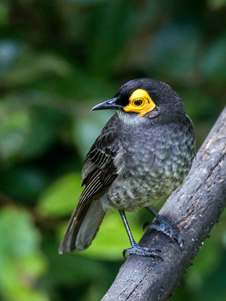 Smoky Honeyeater - ML205735751