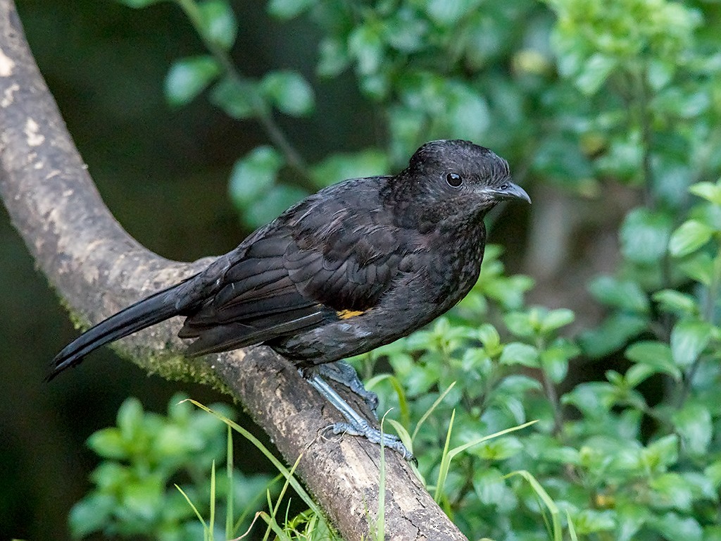 Archbold's Bowerbird - David and Kathy Cook