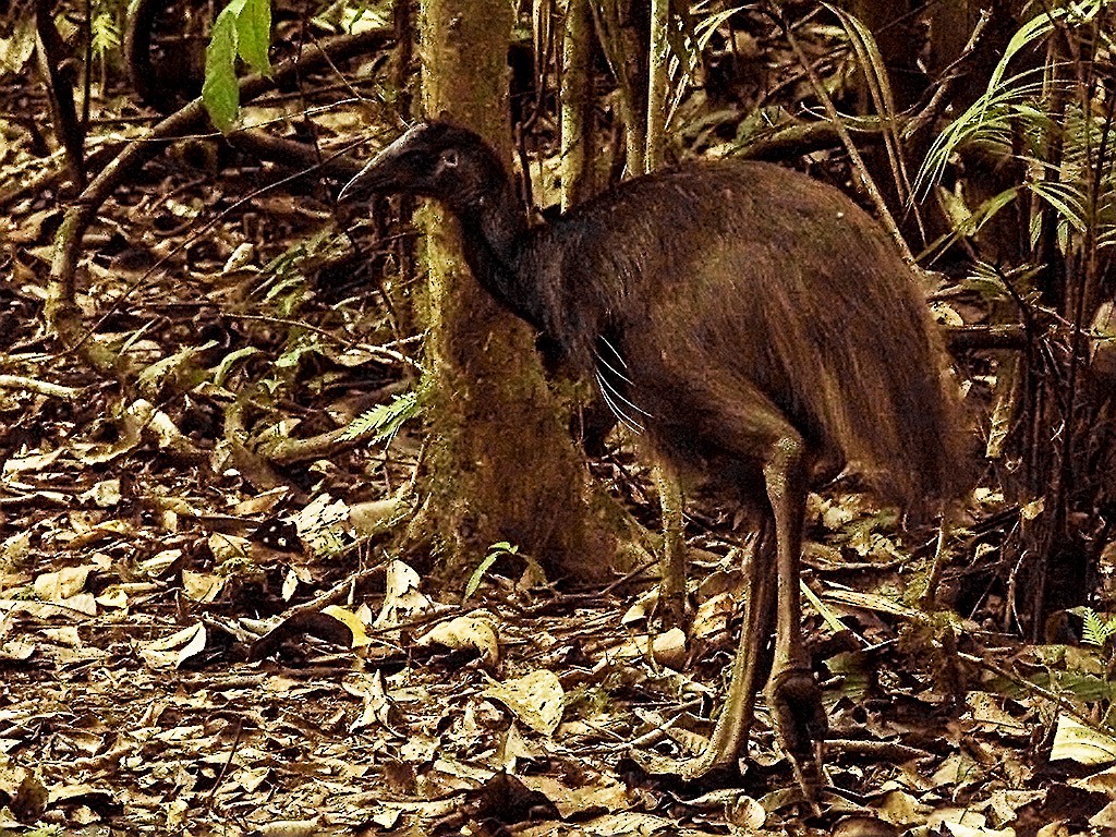 Dwarf Cassowary - ML205735791