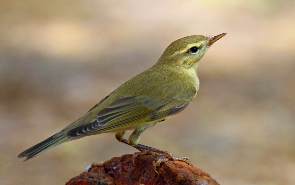 Willow Warbler - ML205735891