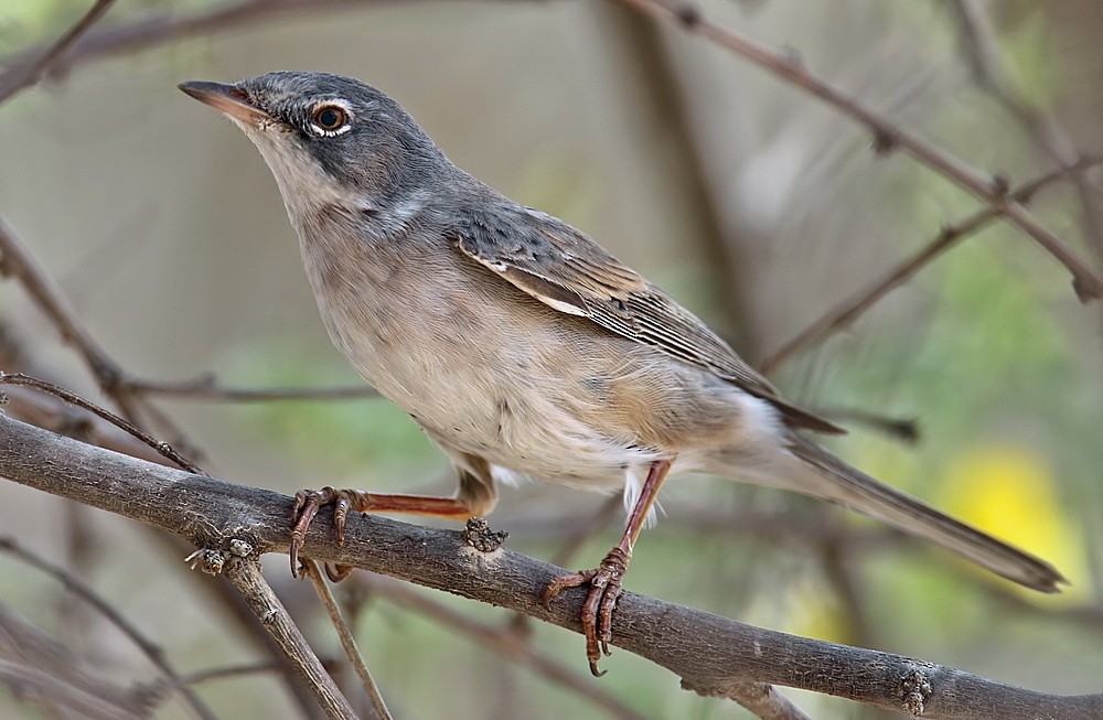 Greater Whitethroat - ML205735901