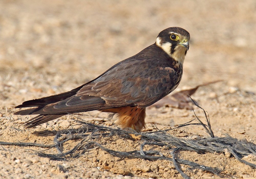 Eurasian Hobby - John Thompson