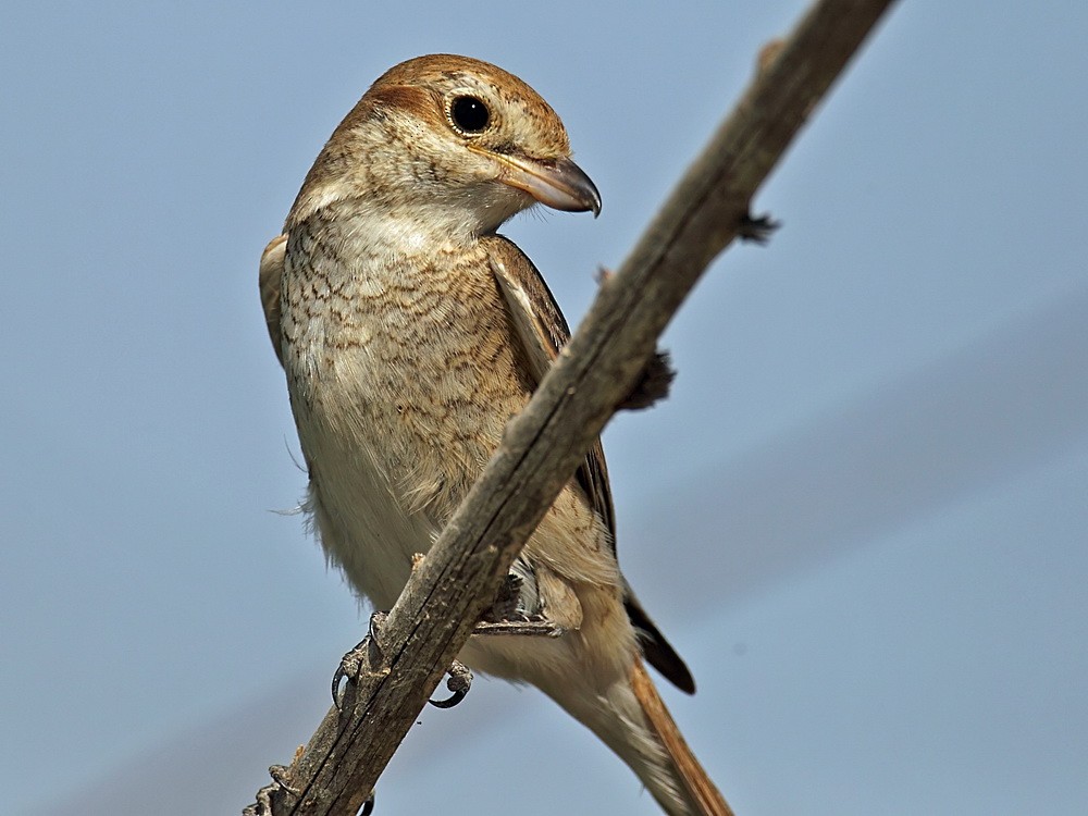 Isabelline Shrike (Daurian) - ML205736191