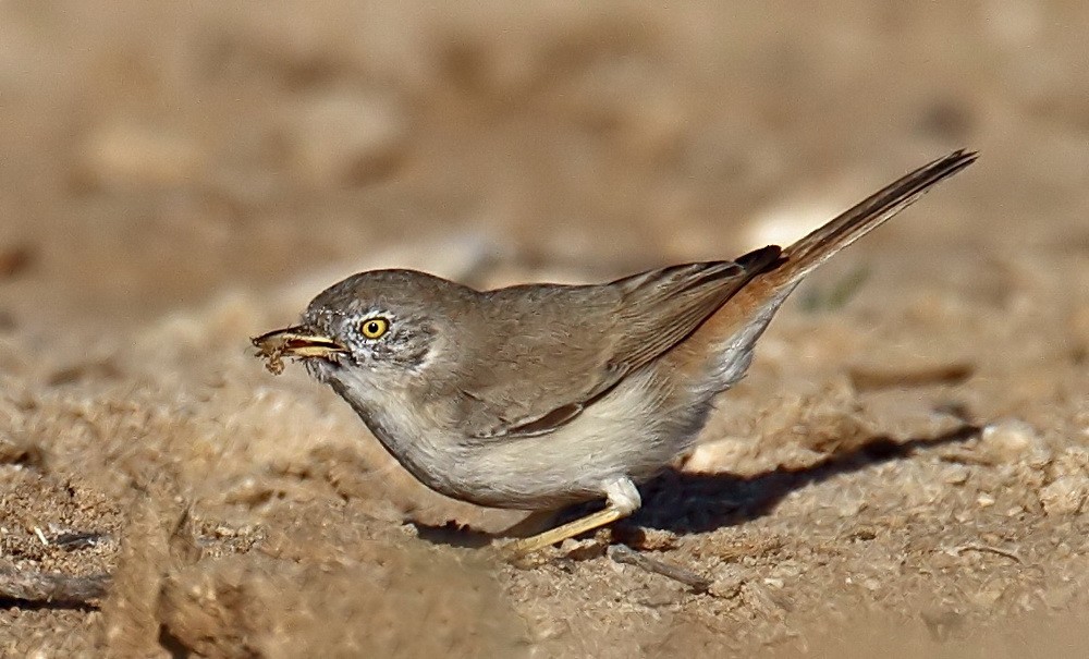 Asian Desert Warbler - ML205736381