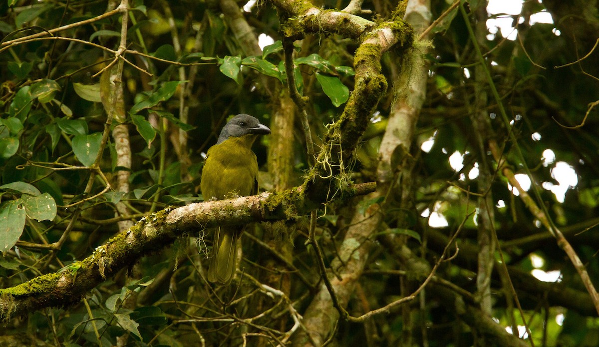 Green-breasted Bushshrike - ML205736781